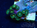 WYSIWYG - Zoanthus  Mariculture Indo Acclimatized under LED
