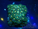 WYSIWYG - Zoanthus  Maricoltura Indo Acclimatato sotto LED