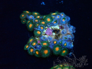 WYSIWYG - Zoanthus  Maricultura Acclimatado bajo LED