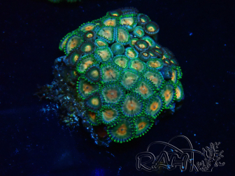 WYSIWYG - Zoanthus Mariculture Indo Acclimated under LED