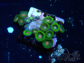 WYSIWYG - Zoanthus  Mariculture Indo Acclimated under LED