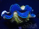 WYSIWYG Tridacna maxima