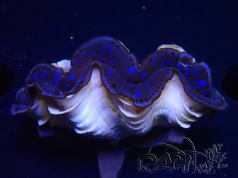 WYSIWYG Tridacna maxima Bénitiers A2 (5cm)