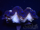 WYSIWYG Tridacna maxima