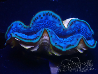 WYSIWYG Tridacna maxima