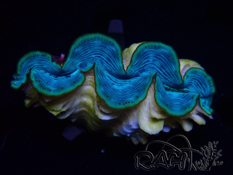 WYSIWYG Tridacna maxima Bénitiers A4 (5-5.5 cm)