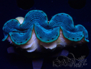 WYSIWYG Tridacna maxima Bénitiers A5 (5cm)