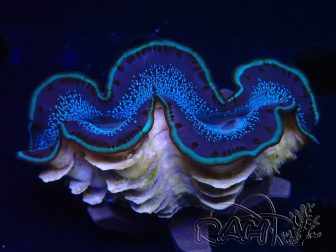 WYSIWYG Tridacna maxima Benitiers
