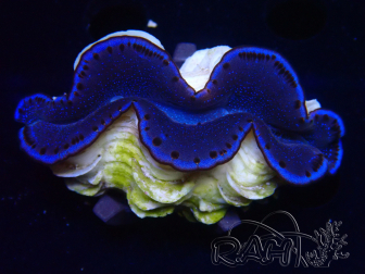 WYSIWYG Tridacna maxima Bénitiers (6.5 cm)
