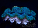 WYSIWYG Tridacna maxima Clams (6 cm)