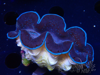 WYSIWYG Tridacna maxima Bénitiers B2 (5cm)
