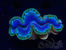 WYSIWYG Tridacna maxima