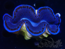 WYSIWYG Tridacna maxima