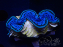 WYSIWYG Tridacna maxima
