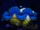WYSIWYG Tridacna maxima Bénitiers B6 (5-5.5 cm)