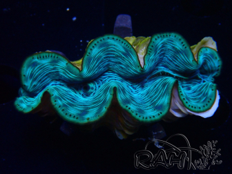 WYSIWYG Tridacna maxima