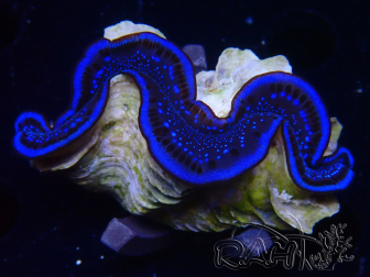 WYSIWYG Tridacna maxima Tridacna Gold