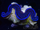 WYSIWYG Tridacna maxima Bénitiers Gold