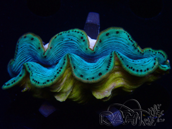 WYSIWYG Tridacna maxima Bénitiers C1 (6 cm)
