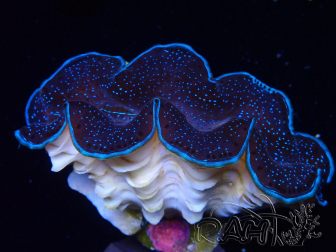 WYSIWYG Tridacna maxima Bénitiers