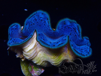WYSIWYG Tridacna maxima Bénitiers