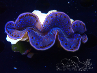 WYSIWYG Tridacna maxima Almejas