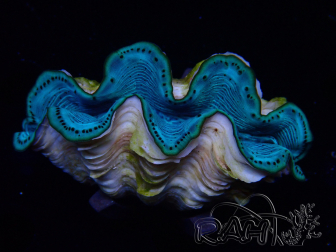 WYSIWYG Tridacna maxima Bénitiers