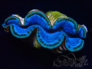 WYSIWYG Tridacna maxima Bénitiers D1 (6 cm)