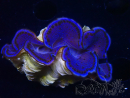 WYSIWYG Tridacna maxima