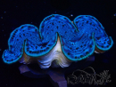 WYSIWYG Tridacna maxima