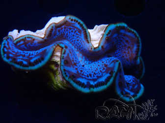 WYSIWYG Tridacna maxima