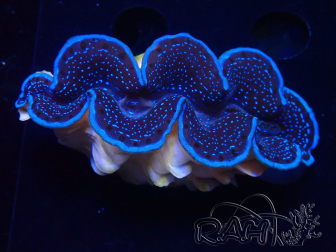 WYSIWYG Tridacna maxima
