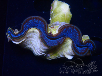 WYSIWYG Tridacna maxima Clams (7 cm)