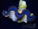 WYSIWYG Tridacna maxima Bénitiers (7 cm)