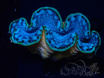 WYSIWYG Tridacna maxima Bénitiers D8 (6 cm)