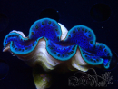 WYSIWYG Tridacna maxima Clams (6 cm)