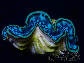 WYSIWYG Tridacna maxima Bénitiers E2 (5.5 cm)