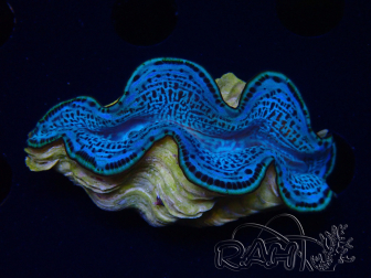 WYSIWYG Tridacna maxima Bénitiers E3 (6.5 cm)