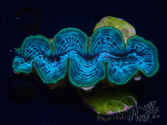 WYSIWYG Tridacna maxima Mejillones  (6 cm)