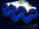 WYSIWYG Tridacna maxima Clams (6 cm)