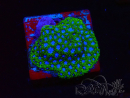 WYSIWYG - RAH Leptastrea Ice Eye 3A8