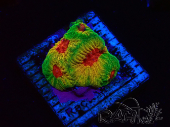 WYSIWYG - JF Favia Candy Corn 3D9
