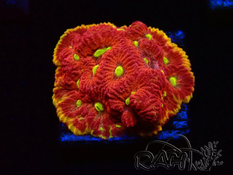 WYSIWYG - BigR Favia Inferno 3D11