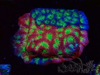 WYSIWYG - JF Favia Dayglo 3E4
