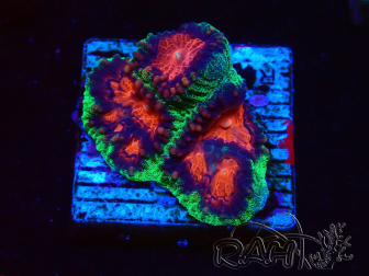 WYSIWYG - RAH Favites pineapple 3E11