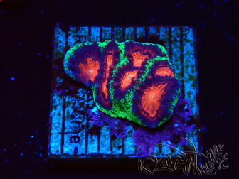 WYSIWYG - RAH Favites pineapple 3E12