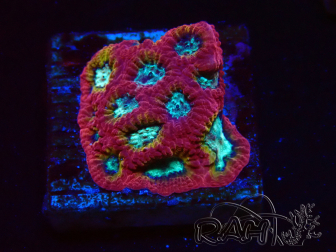 WYSIWYG - RAH Favia Paranoia 3F4