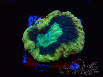 WYSIWYG - RAH Goniastrea Crown of Jewels