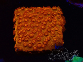 WYSIWYG - BigR Cyphastrea Sunkist 3M1