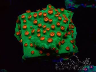 WYSIWYG - WWC Cyphastrea Jingle Bells